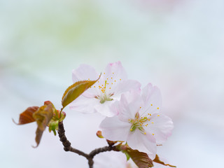 Obraz premium 桜