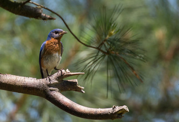 Purple Martin