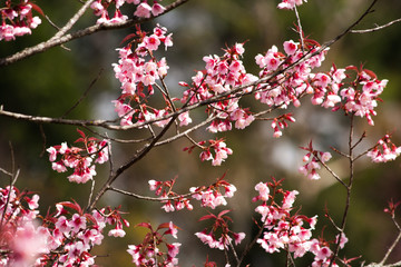 Fototapeta na wymiar Wild Himalayan Cherry