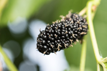 Raw Mulberry fruit