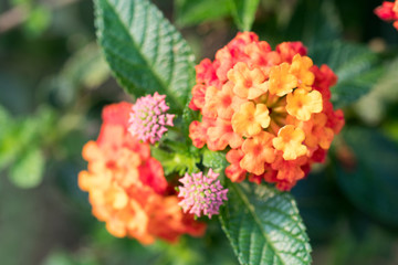West Indian Lantana