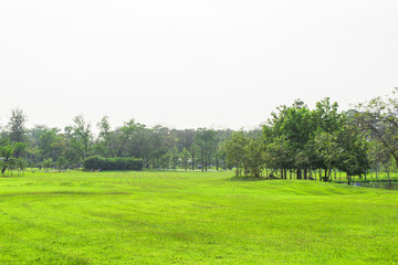 Green grass yard in the park