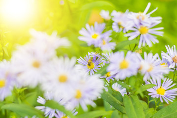 Obraz na płótnie Canvas Violet flower in the park with sun light