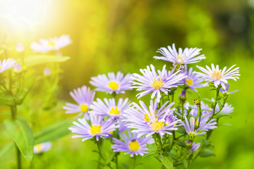 Aster flower in the park with sun light