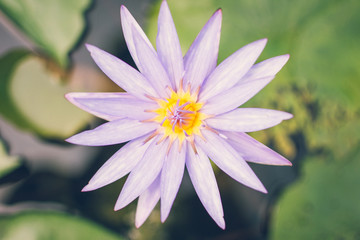 The beautiful lotus on the surface, with clear light, can put advertisement text in rich colors and clear images.