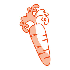 carrot fresh vegetable icon vector illustration design
