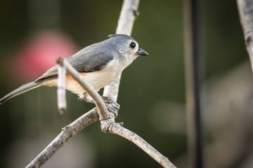 titmouse