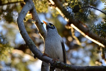 Noisy Miner Bird