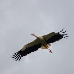 Stork before Landing