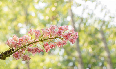 Bretschneidera sinensis,ChomphuPhukha flowers, Doi Phu Kha National Park, Nan Province, Thailand,large inflorescences. It is found in China,Taiwan,Thailand and Vietnam,selective focus,with copy space