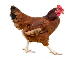 brown hen isolated on white, studio shot,chicken