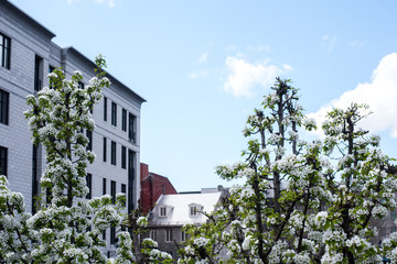 Fleurs devant immeubles