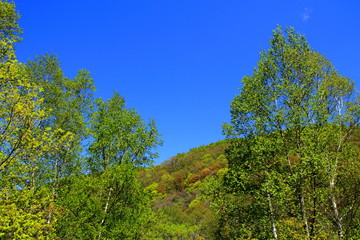 The fresh green of Otaru Asari