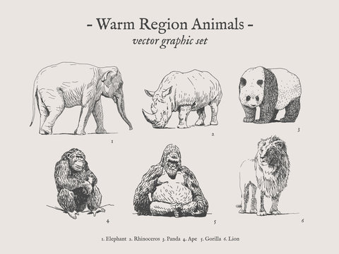 Warm region animals drawings set on grey background with elephant, rhino, panda, ape, gorilla, lion