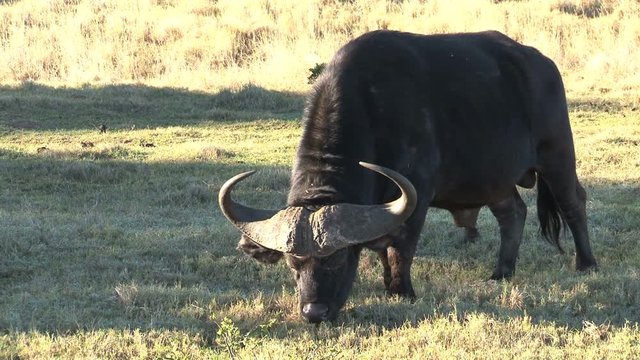 Buffel eating grass