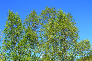 Fototapeta premium The fresh green of Otaru Asari