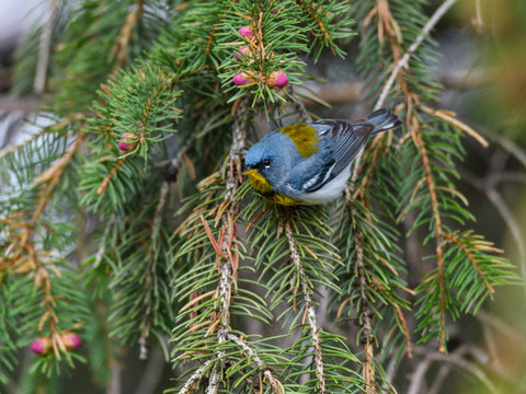 Northern Parula Warbler Perched on Spruce Tree