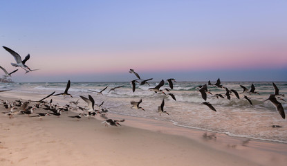 Seascape with a flock of Sooty Terns gull birds on the beach during sunset. Miami Beach. Florida. USA