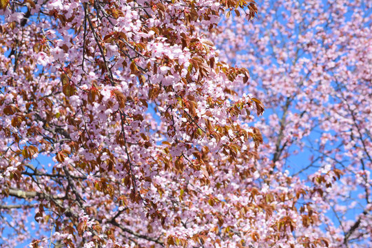 北海道の桜の写真