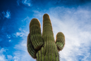 Arizona Sky Cactus