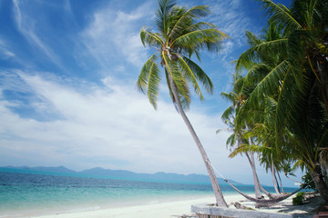 Fototapeta na wymiar Coconut palm tree on sunshine and sandy beach and tropical sea at Samui Island,soft and blurry background