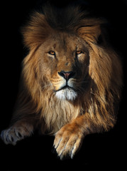 Fototapeta na wymiar Lion geat king serious portrait at the sun isolated looking at camera
