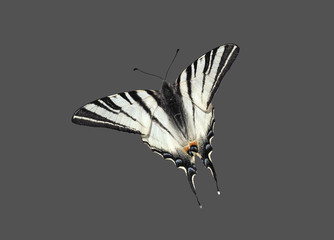 Butterfly papolio machaon in the flght isolated at the grey