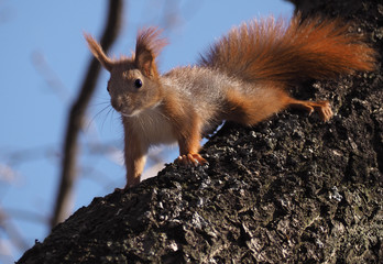 Naklejka na ściany i meble Squirrel red at the tree looking at the camera
