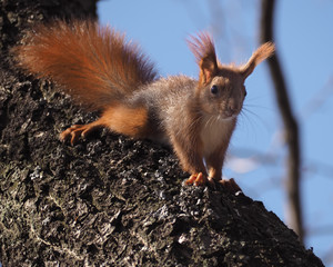 Naklejka na ściany i meble Squirrel red at the tree climbing and looking at the camera