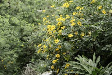 Obraz premium yellow lotus, Tree marigold, Mexican tournesol sunflower Japanese Nitobe chrysanthemum; Tithonia diversifolia.