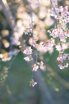 逆光の枝垂桜 コピースペースあり