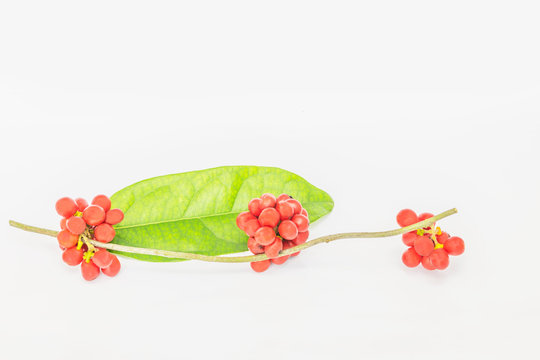 Abstract soft blurred and soft focus of Tiliacora triandra, Cocculus ,triandrus Colebr, Menispermum,Menispermaceae, vine, leaf and fruit with the natural light, and the white background.Thai herb.
