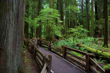 Cathedral Grove rain forest pathway