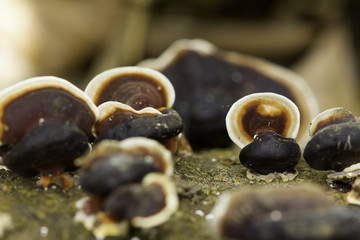Wild mushrooms on a log
