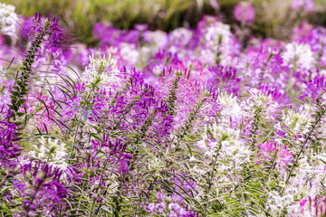 Obraz premium Beautiful flowers in agriculture. relaxing feel.