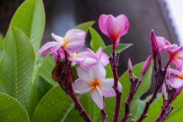 Plumeria flower in rainy season