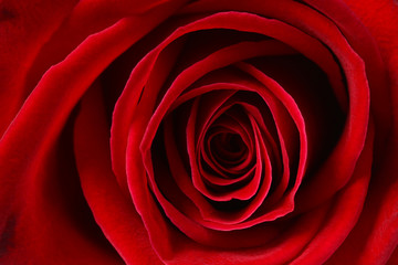 beautiful close up red rose