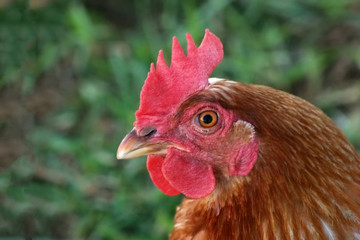 brown hen head shot 003