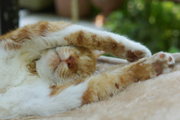 眠る茶猫