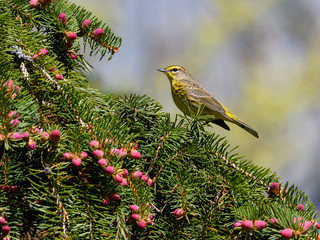 Palm Warbler 