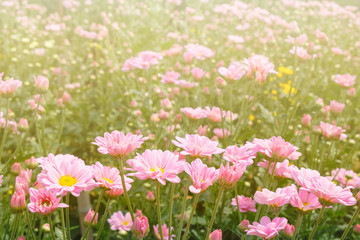 Fototapeta premium pink daisy flower's farm with warm sunlight background