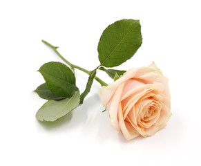 Roses / flower with leaves - Salmon pastel color - Background isolated white - Text, body, copy space
