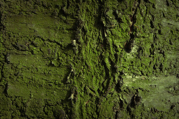 Tree bark texture