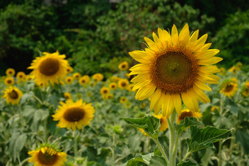 Sunflowers blossom in the fields with in the light and sunny.
