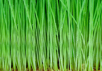 Fototapeta na wymiar background of green grass and water drop on leaf for background, backdrop, natural concept