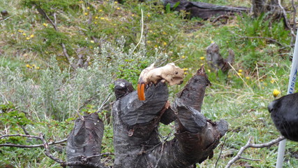 Beaver teeth on a tree cut by one of them in Ushuaia, Argentina