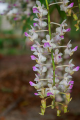 Obraz premium wild orchid flower on tree