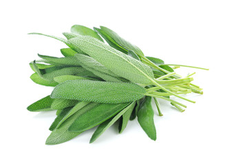 Sage leaves isolated on white