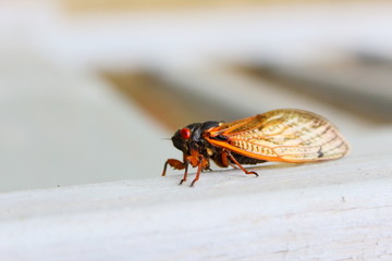 17 years periodical cicada