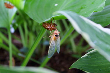 17 years periodical magicicada